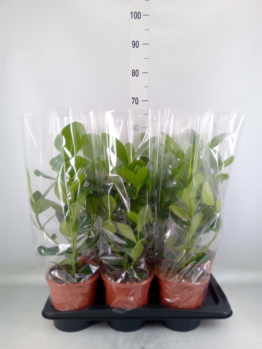 <h4>Clusia rosea 'Princess'</h4>