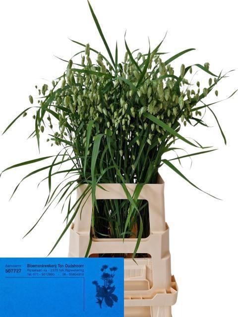 <h4>BRIZA MEDIA</h4>