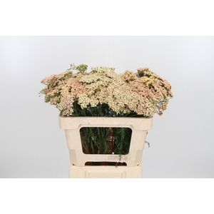 Achillea Lachsschonheit
