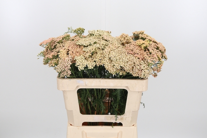 <h4>Achillea Lachsschonheit</h4>