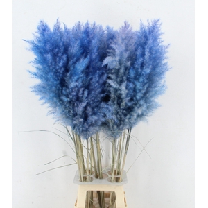 CORTA SELLOAN KLB H%