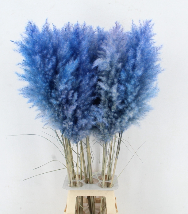 <h4>CORTA SELLOAN KLB H%</h4>