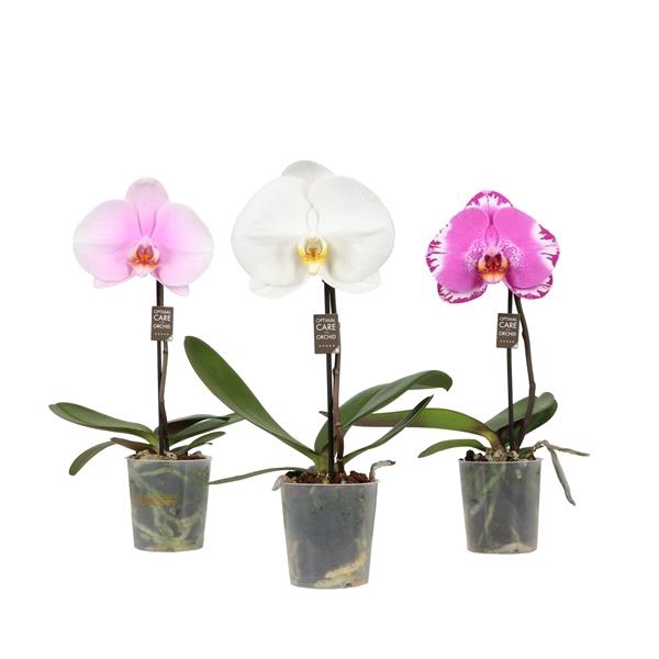 <h4>One P9 Mix 1 spike</h4>