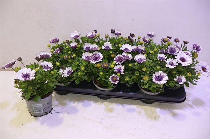 <h4>Osteo 3d Violet Ice</h4>