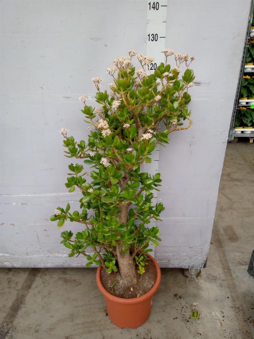 <h4>Crassula ovata</h4>