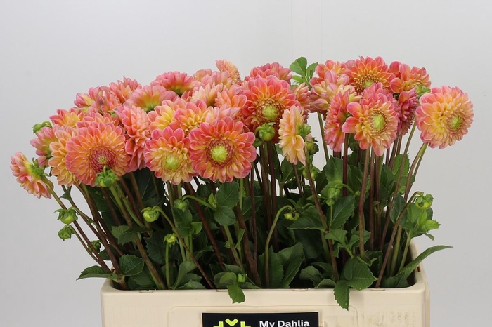 <h4>Dahlia Latte</h4>