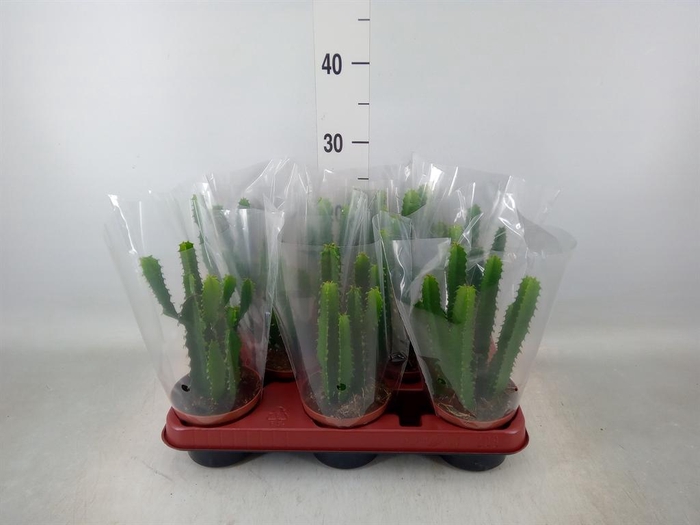 <h4>Euphorbia   ...</h4>