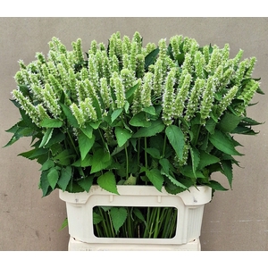 AGASTACHE OV