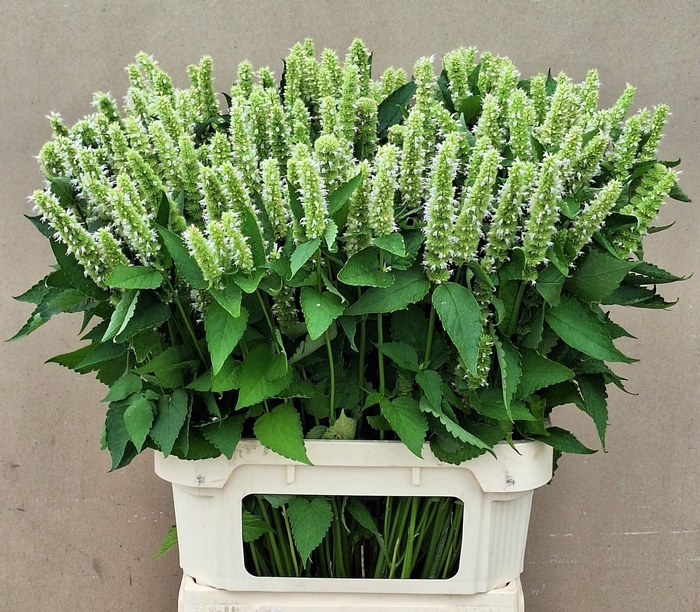 <h4>AGASTACHE OV</h4>