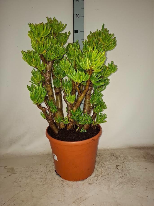 <h4>CRASS HOBBIT</h4>