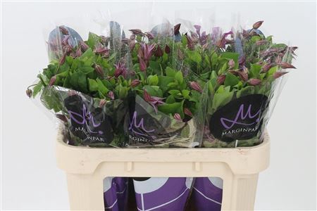 <h4>Clematis Kyiv Dark Pink</h4>