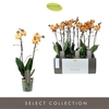Phalaenopsis Multifloratypes Anthura Las Vegas