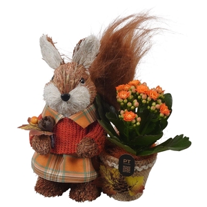 Arr.   Planten L%