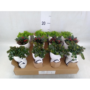 Arr.   Kamerplant Groen L%