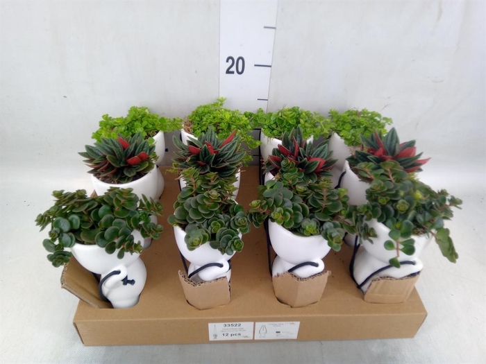 <h4>Arr.   Kamerplant Groen L%</h4>