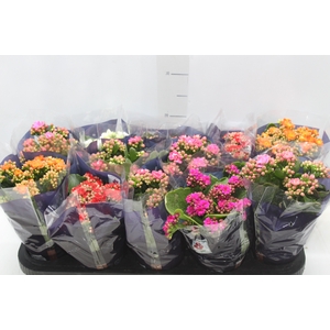 KALANCHOE DOBRADO P11
