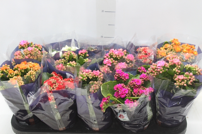 <h4>KALANCHOE DOBRADO P11</h4>