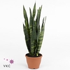 Sansevieria trifasciata Black Coral 14Ø 55cm 1pp