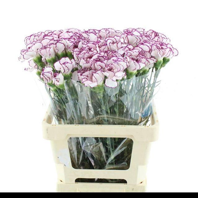 <h4>DI ST MUDAH X 160</h4>