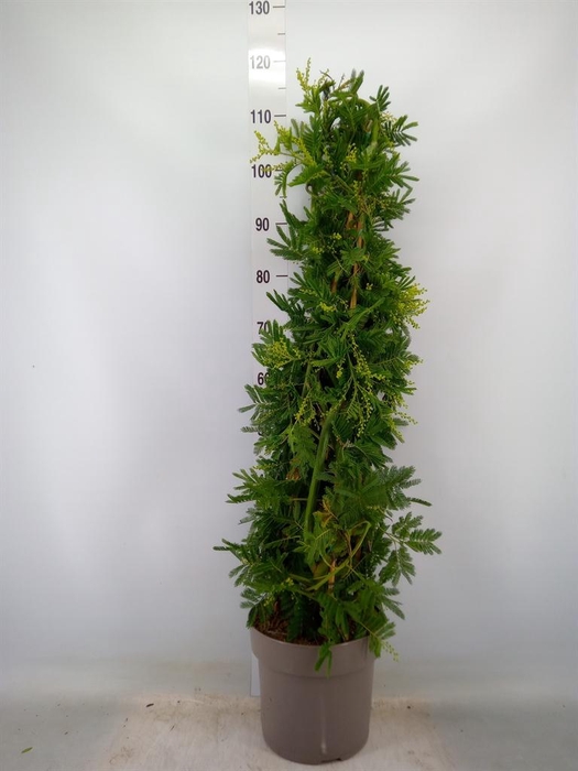 <h4>Acacia paradoxa</h4>