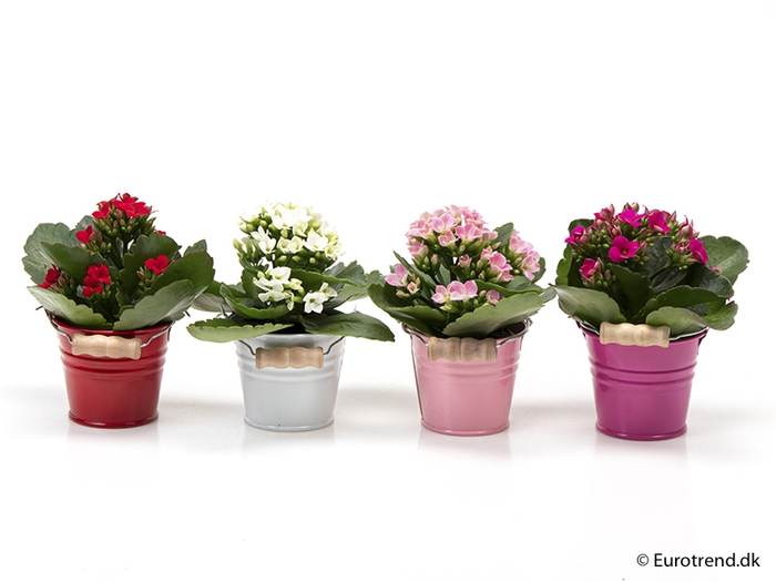 <h4>KALANCHOE BLOSS P6 E 1625 ZOMER</h4>