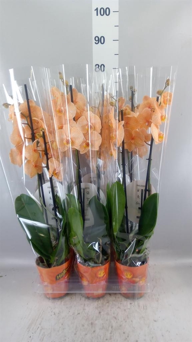 <h4>Phalaenopsis   ...</h4>