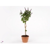 Ocimum basilicum 'Magic Mountain'