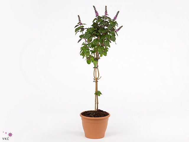 Ocimum basilicum 'Magic Mountain'