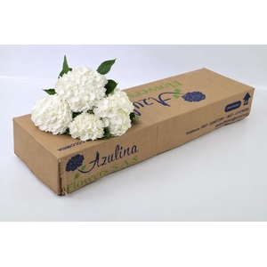 Hydrangea Premium White