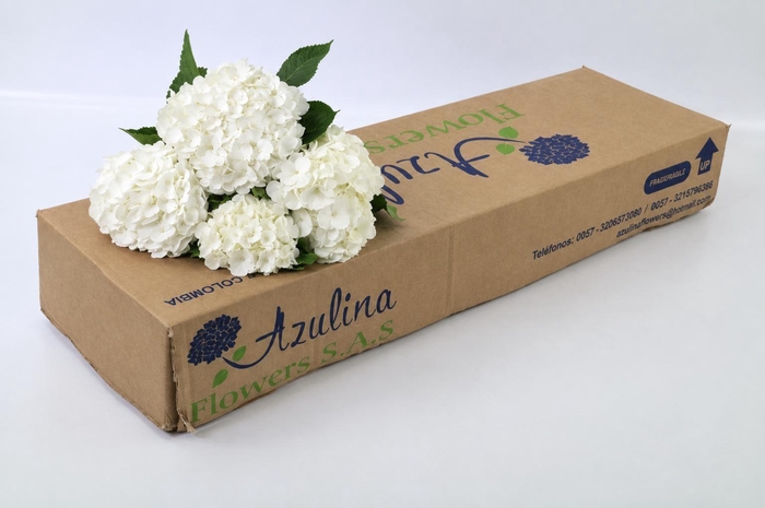<h4>Hydrangea Premium White</h4>