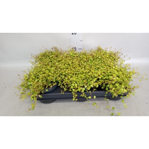 Muehlenbeckia com. 'Golden Girl'