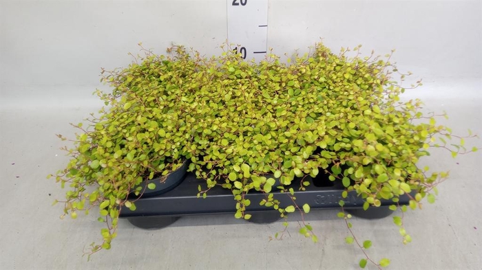 <h4>Muehlenbeckia com. 'Golden Girl'</h4>