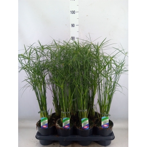 Cyperus alternifolius 'Gracilis'