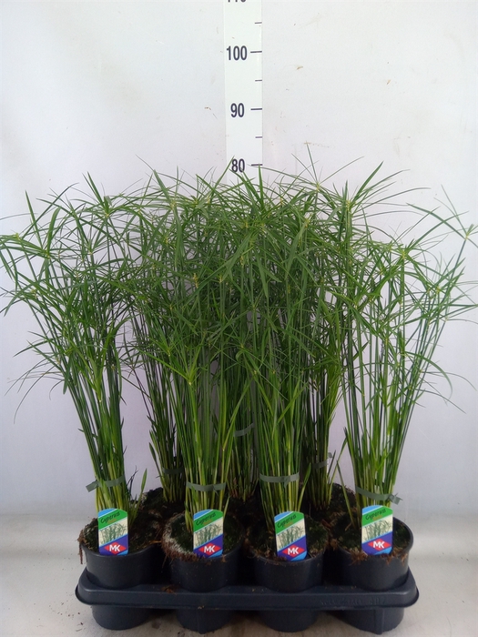 <h4>Cyperus alternifolius 'Gracilis'</h4>