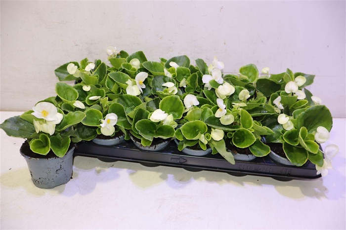 <h4>Bego Se Vol White</h4>