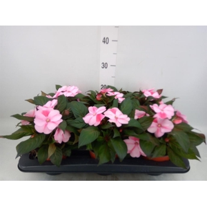 Impatiens NG 'White Pink Eye'