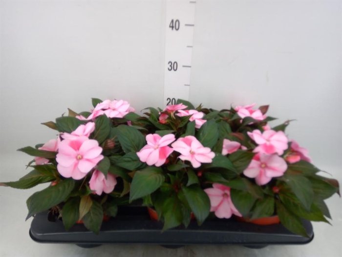 <h4>Impatiens NG 'White Pink Eye'</h4>