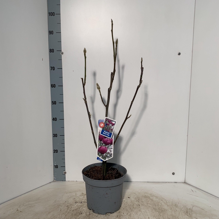 <h4>Magnolia Black Tulip ('Jurmag1'PBR)</h4>