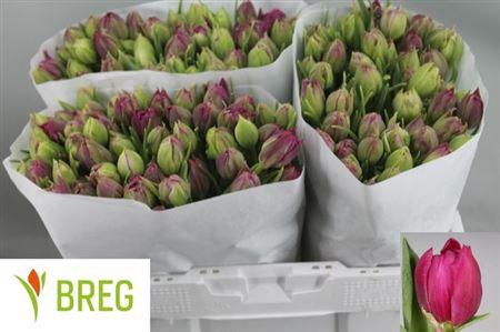 <h4>Tu Du Margarita</h4>