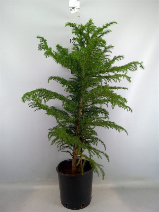 <h4>Araucaria heterophylla</h4>