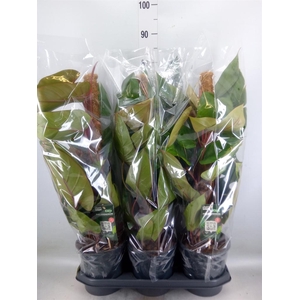 Philodendron  'Red Emerald'