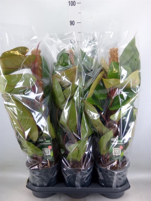 <h4>Philodendron 'Red Emerald'</h4>