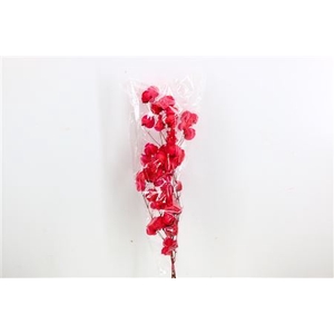 Dried Bougainvillea X5 55cm Cerise Bunch