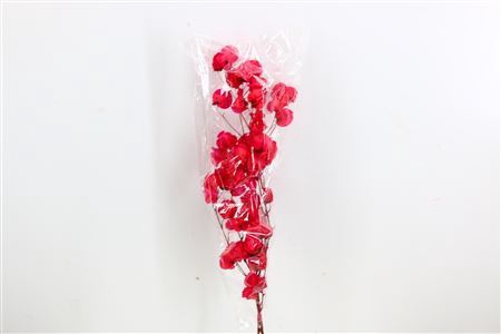 Dried Bougainvillea X5 55cm Cerise Bunch