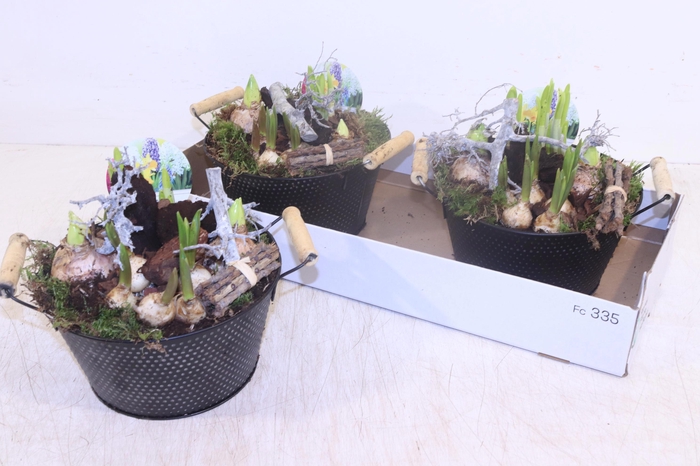 <h4>ARR BOL KNOLGEWAS</h4>