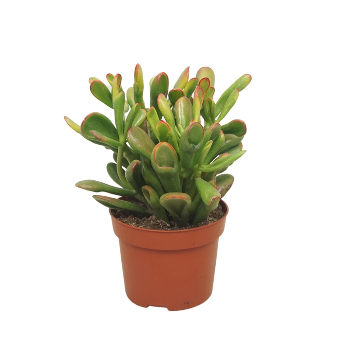 <h4>Crassula ovata 'Horn Tree'</h4>