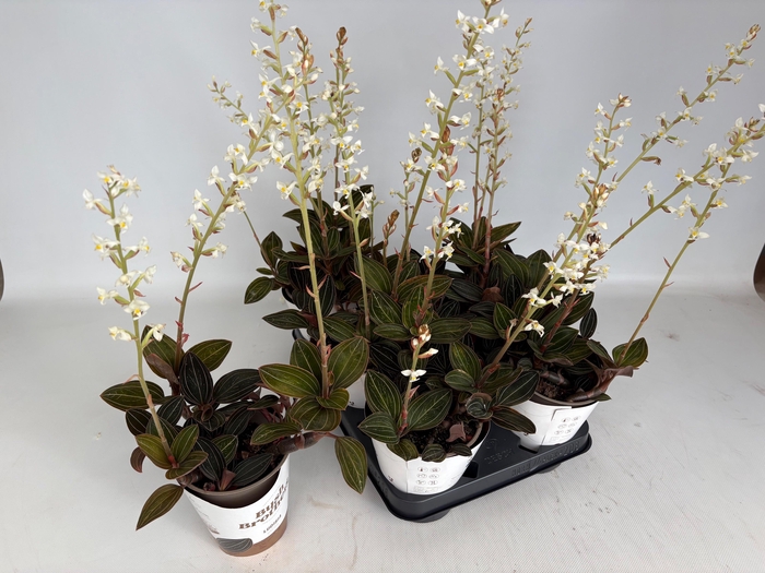 <h4>LUD DISCOLOR</h4>