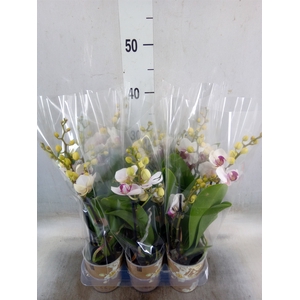 Phalaenopsis multi. 'FC Safe Haven'