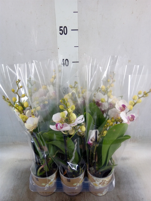 <h4>Phalaenopsis multi. 'FC Safe Haven'</h4>