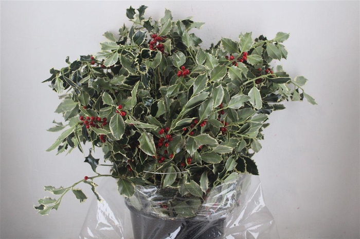 <h4>Hulst Bont P Bunch</h4>